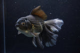 Thai Oranda  Black 7 Inch (ID#1224To6b-89)