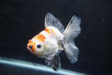 Ryukin  Calico 3.5 Inch (ID#924Ry7a-2) Free2Day SHIPPING