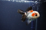 Thai Oranda  Tricolor 4 Inch (ID#1112To2a-72) Free2Day SHIPPING