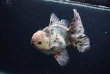 Thai Oranda  Calico 5.5 Inch (ID#0103T2b-68) Free2Day SHIPPING