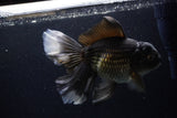 Thai Oranda  Black 7 Inch (ID#1224To6b-89)