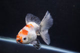 Ryukin  Calico 3.5 Inch (ID#924Ry7a-2) Free2Day SHIPPING