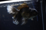 Thai Oranda  Black 7 Inch (ID#1224To6b-89)