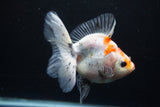 Ryukin  Calico 3.5 Inch (ID#924Ry7a-2) Free2Day SHIPPING