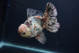 Thai Oranda  Calico 5.5 Inch (ID#0103T2b-68) Free2Day SHIPPING