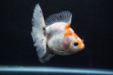 Ryukin  Calico 3.5 Inch (ID#924Ry7a-2) Free2Day SHIPPING