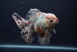 Thai Oranda  Calico 5.5 Inch (ID#0103T2b-68) Free2Day SHIPPING