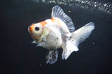 Ryukin  Calico 3.5 Inch (ID#924Ry7a-2) Free2Day SHIPPING