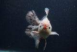 Thai Oranda  Calico 5.5 Inch (ID#0103T2b-68) Free2Day SHIPPING