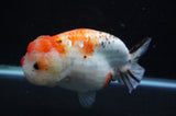 Milk Cow Ranchu  Calico 5.5 Inch (ID#411R10a-92) Free2Day SHIPPING