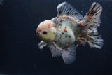 Thai Oranda  Calico 5.5 Inch (ID#0103T2b-68) Free2Day SHIPPING