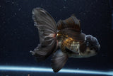 Thai Oranda  Panda 6 Inch (ID#1224To6b-90)