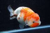 Milk Cow Ranchu  Calico 5.5 Inch (ID#411R10a-92) Free2Day SHIPPING
