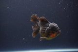 Short Body Thai Oranda  Red Black 3.5 Inch (ID#1108To14b-59) Free2Day SHIPPING