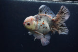 Thai Oranda  Calico 5.5 Inch (ID#0103T2b-68) Free2Day SHIPPING