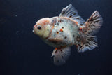 Thai Oranda  Calico 5.5 Inch (ID#0103T2b-68) Free2Day SHIPPING