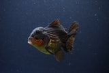 Short Body Thai Oranda  Red Black 3.5 Inch (ID#1108To14b-59) Free2Day SHIPPING