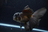 Thai Oranda  Panda 6 Inch (ID#1224To6b-90)