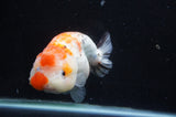 Milk Cow Ranchu  Calico 5.5 Inch (ID#411R10a-92) Free2Day SHIPPING