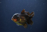 Short Body Thai Oranda  Red Black 3.5 Inch (ID#1108To14b-59) Free2Day SHIPPING