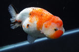 Milk Cow Ranchu  Calico 5.5 Inch (ID#411R10a-92) Free2Day SHIPPING