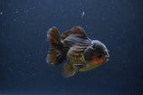 Short Body Thai Oranda  Red Black 3.5 Inch (ID#1108To14b-59) Free2Day SHIPPING