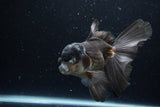 Thai Oranda  Panda 6 Inch (ID#1224To6b-90)