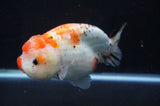 Milk Cow Ranchu  Calico 5.5 Inch (ID#411R10a-92) Free2Day SHIPPING