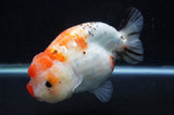 Milk Cow Ranchu  Calico 5.5 Inch (ID#411R10a-92) Free2Day SHIPPING