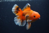 Thai Oranda  Red White 5.5 Inch (ID#0103T2b-69) Free2Day SHIPPING