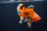 Thai Oranda  Red White 5.5 Inch (ID#0103T2b-69) Free2Day SHIPPING