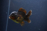 Short Body Thai Oranda  Red Black 3.5 Inch (ID#1108To14b-59) Free2Day SHIPPING