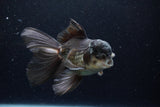 Thai Oranda  Panda 6 Inch (ID#1224To6b-90)