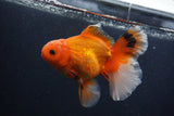 Thai Oranda  Red White 5.5 Inch (ID#0103T2b-69) Free2Day SHIPPING