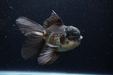 Thai Oranda  Panda 6 Inch (ID#1224To6b-90)