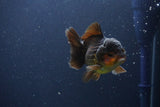 Short Body Thai Oranda  Red Black 3.5 Inch (ID#1108To14b-59) Free2Day SHIPPING