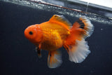 Thai Oranda  Red White 5.5 Inch (ID#0103T2b-69) Free2Day SHIPPING