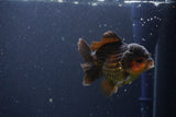 Short Body Thai Oranda  Red Black 3.5 Inch (ID#1108To14b-59) Free2Day SHIPPING