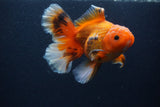 Thai Oranda  Red White 5.5 Inch (ID#0103T2b-69) Free2Day SHIPPING