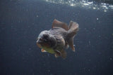 Short Body Thai Oranda  Red Black 3.5 Inch (ID#1108To14b-59) Free2Day SHIPPING