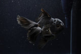 Thai Oranda  Black 5.5 Inch (ID#1224To6b-91)