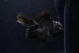 Thai Oranda  Black 5.5 Inch (ID#1224To6b-91)