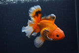 Thai Oranda  Red White 5.5 Inch (ID#0103T2b-69) Free2Day SHIPPING