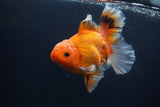 Thai Oranda  Red White 5.5 Inch (ID#0103T2b-69) Free2Day SHIPPING