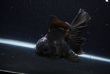 Thai Oranda  Black 5.5 Inch (ID#1224To6b-91)