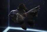 Thai Oranda  Black 5.5 Inch (ID#1224To6b-91)