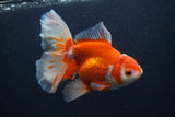 Thai Oranda  Red White 5.5 Inch (ID#0107T2b-65) Free2Day SHIPPING