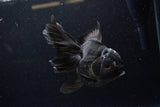 Thai Oranda  Black 5.5 Inch (ID#1224To6b-91)