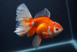 Thai Oranda  Red White 5.5 Inch (ID#0107T2b-65) Free2Day SHIPPING