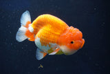 Lionchu  Red White 4 Inch (ID#1022R12a-107) Free2Day SHIPPING